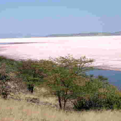 Lake Magadi, Kenya’s Only Source of Soda Ash on the Verge of Extinction