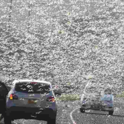 Kenya Warned of Second Wave of Desert Locusts Infestation in November 