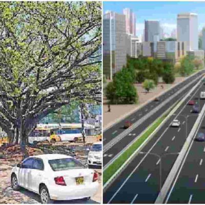 KeNHA to Transplant Westlands’ Iconic Fig Tree to Pave Way for Nairobi Expressway