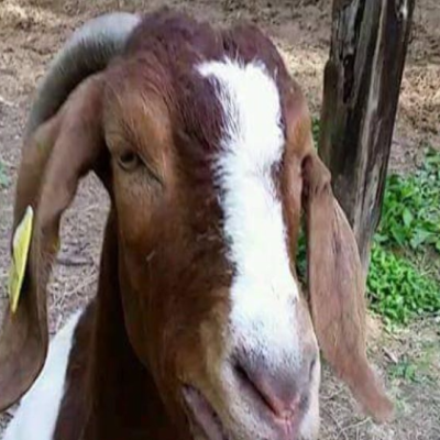 Kenyan Man Snatches Goats from Woman's Home After She 'Ate'  Fare 