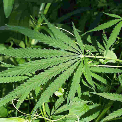 Gov't Says Marijuana Still Illegal in Kenya Despite Delisting from World's Most Dangerous Drugs List