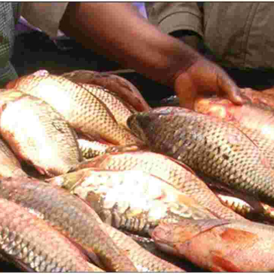 Government Bans Consumption of Fish from Lake Nakuru