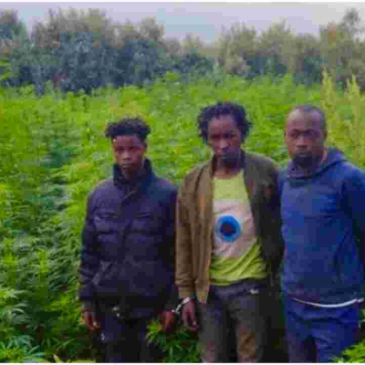 Police Discover Sh27 Million Marijuana Farm in Naivasha, Arrest 14 Suspects
