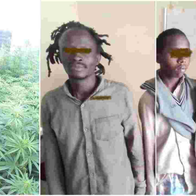 Three Suspects Arrested for Cultivating Bhang Worth Sh15 Million 