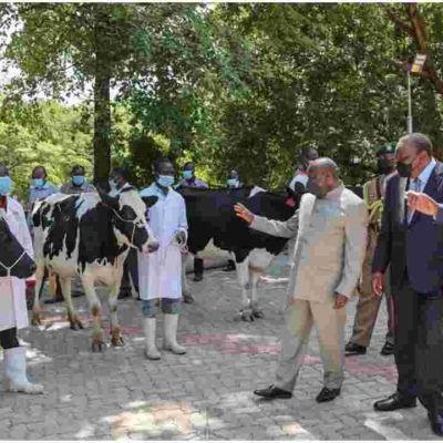 Uhuru Gifts Burundi President Ndayishimiye 50 High-Grade Friesian Cows