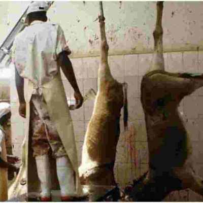 High Court Okays Slaughtering of Donkeys in Kenya 