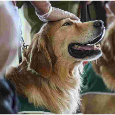 US Centers for Disease Control and Prevention (CDC) Bans Import of Dogs from Kenya 