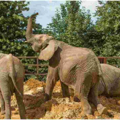 13 Elephants to be Flown from the UK to Kenya in Rewilding Project 