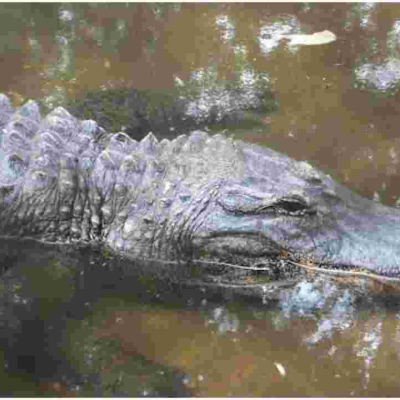 Kenya on the Brink of Losing its Only Alligator