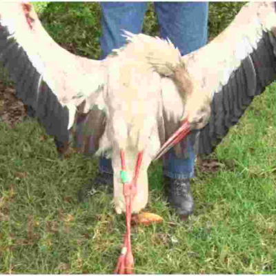 Migratory Bird Electrocuted in Kenya After Flying over 7,000km from Poland 