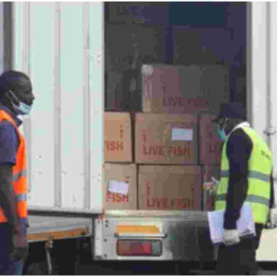 Chinese Nationals Arrested at JKIA Trying to Illegally Export 5,703kgs of Live Crabs 