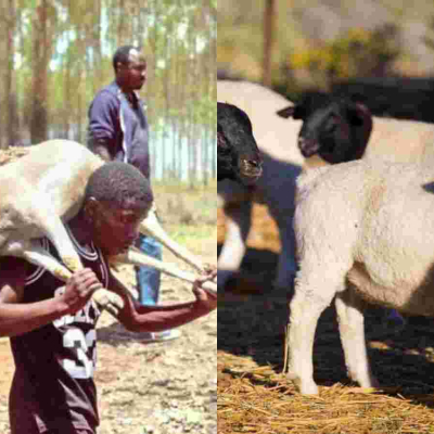 18 Dorper Sheep Stolen from Kenyatta Family’s Northlands Farm Secretly Returned 