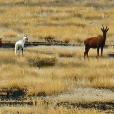 Rare Albino Tiang Spotted at Sibiloi National Park