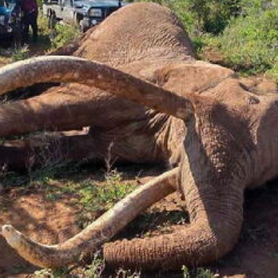 KWS to Preserve Remains of Amboseli Super Tusker Craig