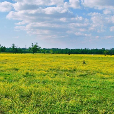 Living Abroad? Your Land in Kenya May Be at Risk