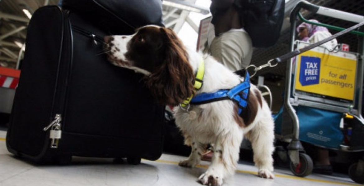 Kenya Acquires Narcotics Sniffer Dogs for JKIA Ahead of Nonstop Flights to the US