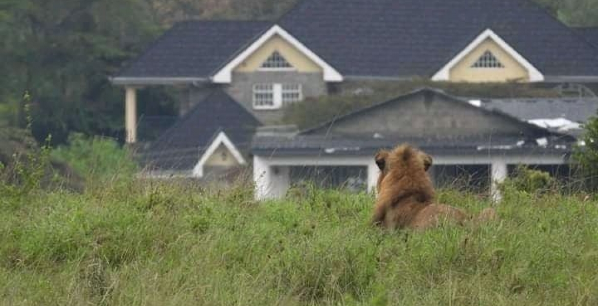 [PHOTOS] Fear after Pride of Lions from Nairobi National Park is Spotted Near Residential Estates