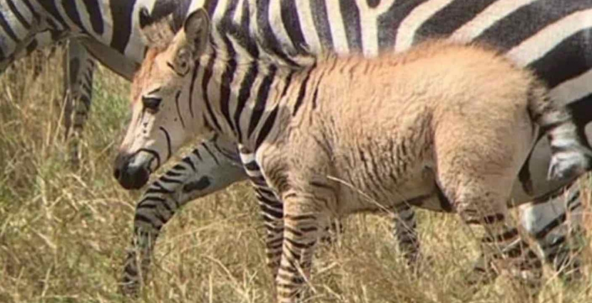 Another Rare Zebra Sighted in the Maasai Mara