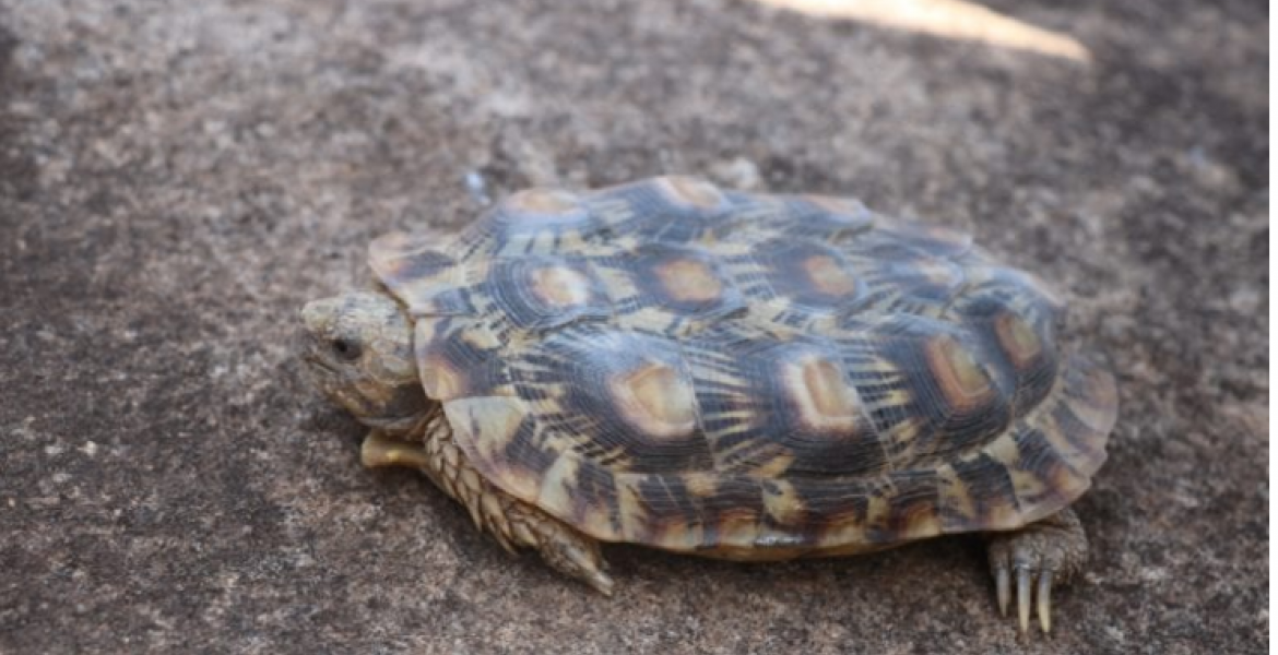 Critically Endangered Pancake Tortoise Discovered in Northern Kenya ...