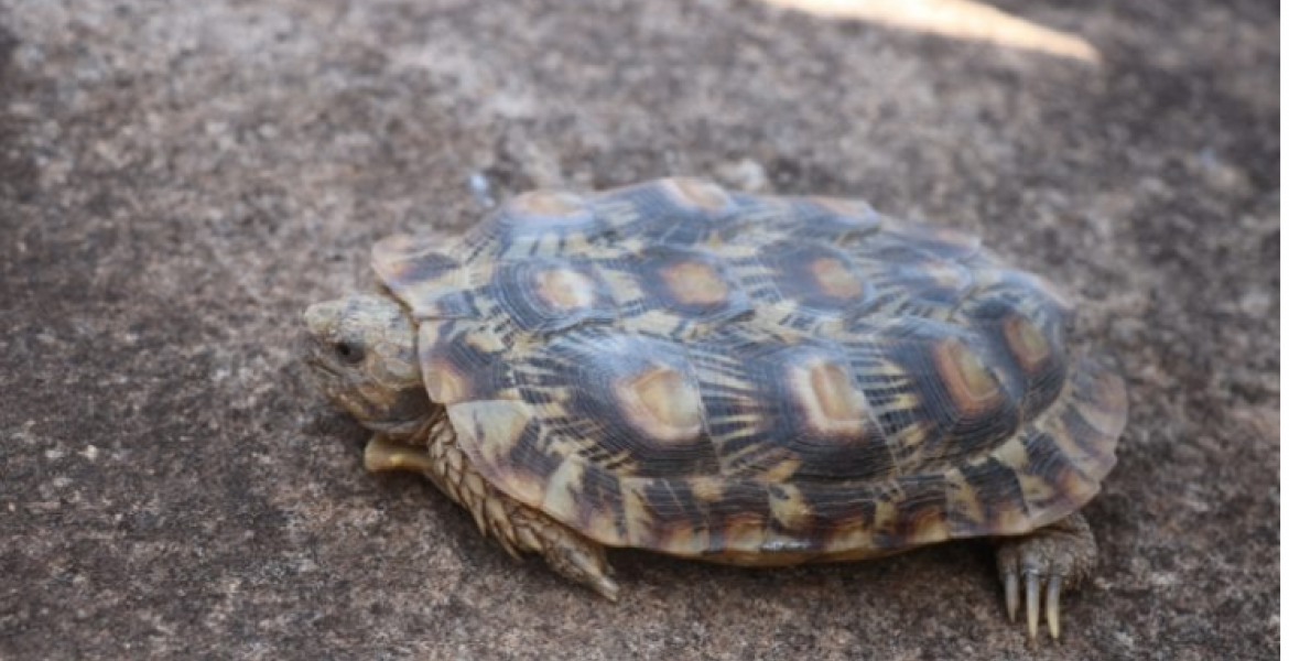 Critically Endangered Pancake Tortoise Discovered in Northern Kenya