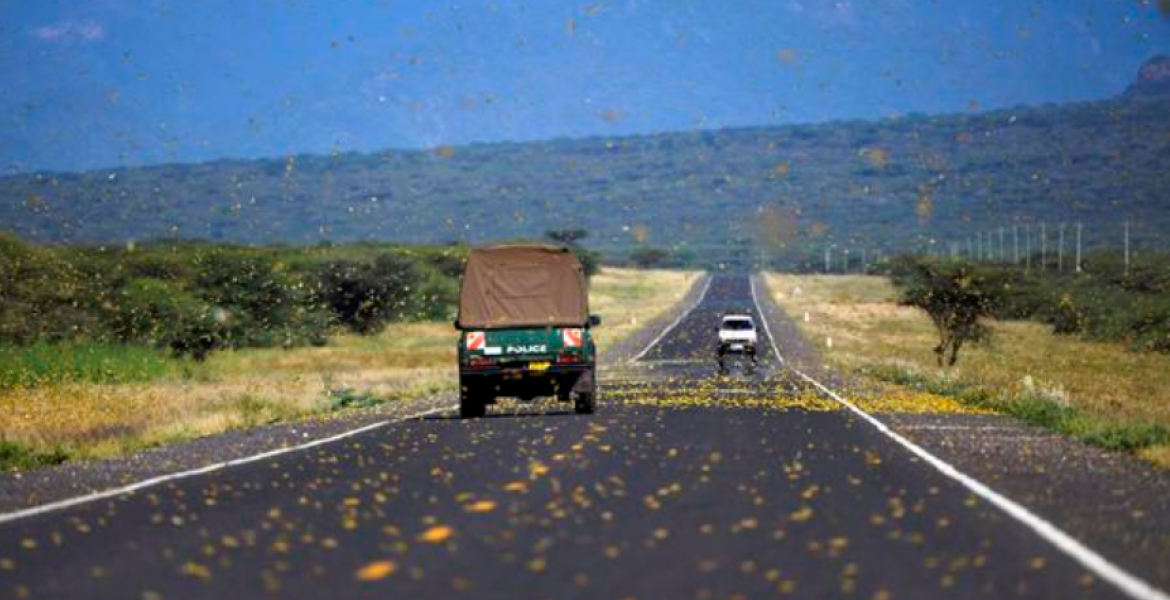 ‘How Did You Interview Cows?’: Kenyans Online Bash US-Based CBS News over Locusts’ Invasion Story