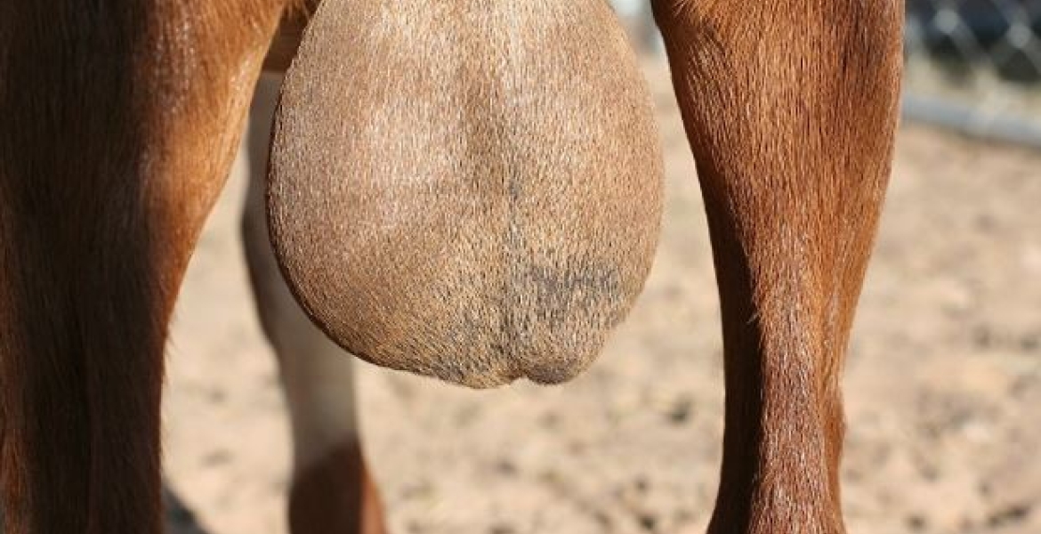 Chinese Woman in Kenya Charged with Stealing and Exporting Goat Testicles Worth Sh6 Million