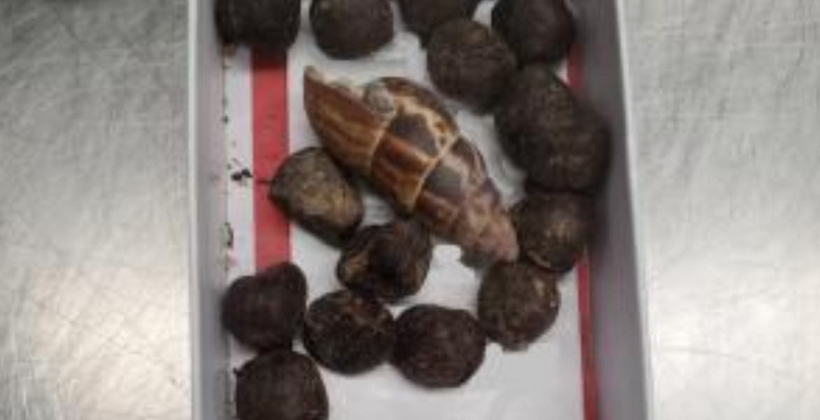US Woman Arrested With Giraffe Poop After Kenyan Trip Woman Traveling from Kenya Arrested at Minnesota Airport With Giraffe Poop