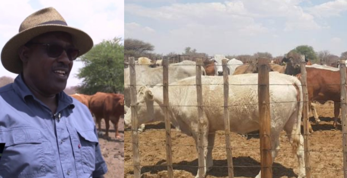 Kenyan Lawyer Wilfred Mwiti Kathurima Kenyan Farmer Finds Success with Over 1000 Cattle in Botswana's Agricultural Sector