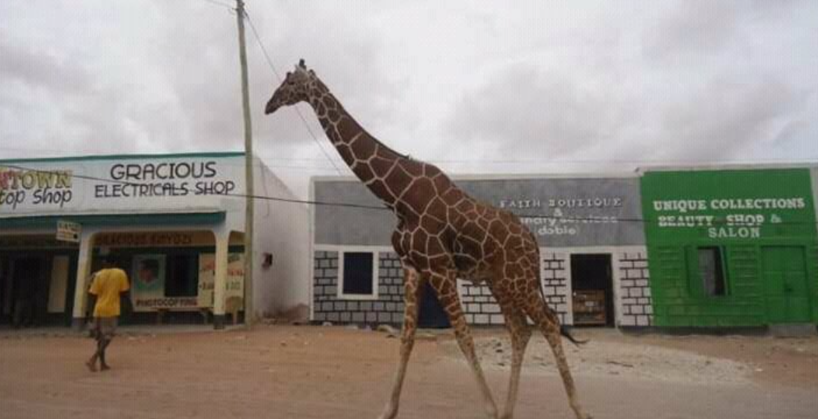 Poaching Crisis Threatens Garissa's Iconic Giraffes and Antelopes ...