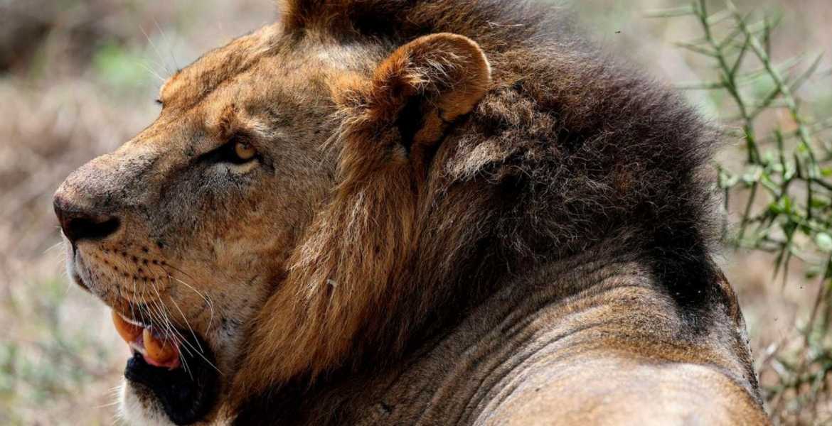 Lion Attack in Nairobi and Elephant Trampling in Nyeri Leave Two Dead