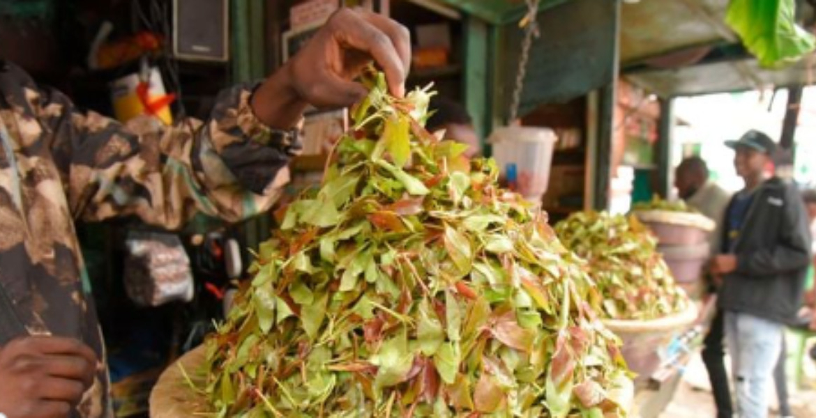 Muguka Traders Health Experts Warn of Muguka Addiction as Lawmakers Consider Ban