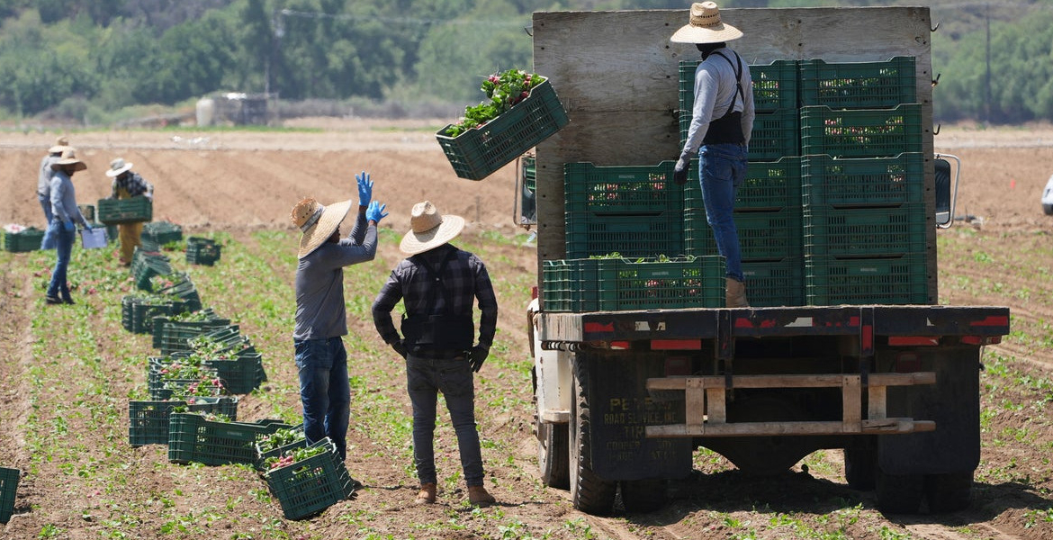 Farm Workers ICE Raids Resume Nationwide as Trump Targets Undocumented Workers
