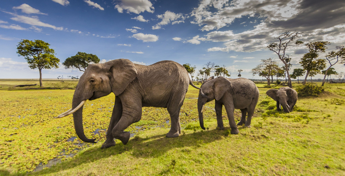 Maasai Mara Maasai Mara Earns Global Recognition for Annual Wildebeest Migration