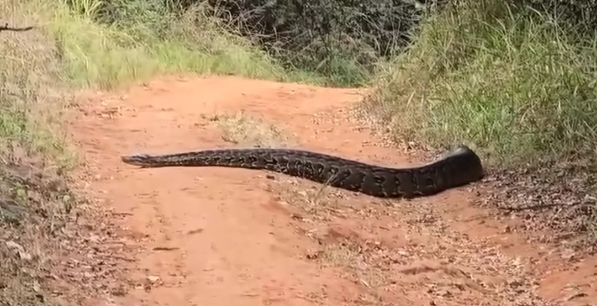 Python KFS Issues Safety Advisory Following Alleged Python Sighting in Karura Forest