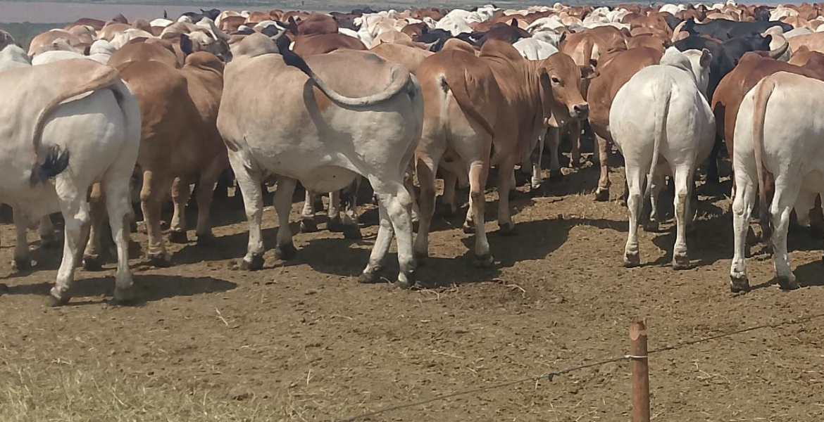 Bulls Kalenjin Elders to Honour Raila Odinga with Rare Tribute of 80 Bulls