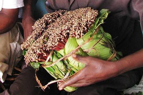 Latvian Man Jailed for Smuggling Miraa into the UK from Nairobi