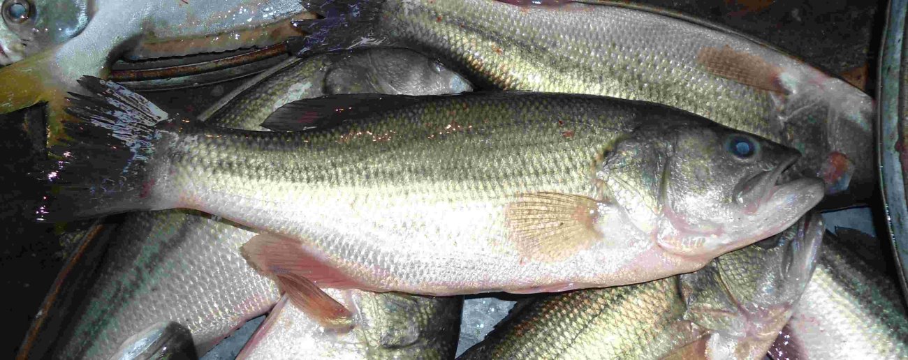Lab Tests Find Chinese Fish in Kenyan Market Contain Toxic Metals Including Mercury
