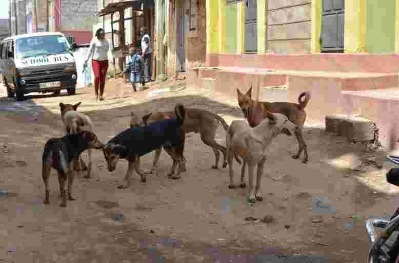 Governor Mike Sonko's Gov't to Spend Sh100 Million to Eliminate Stray Dogs in Nairobi