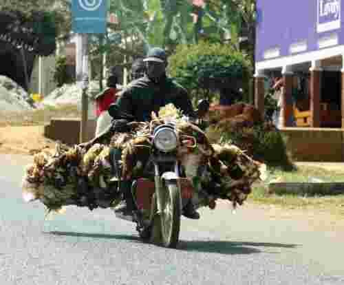 Mishandling Chickens will Land You in Jail, DCI Warns Kenyans