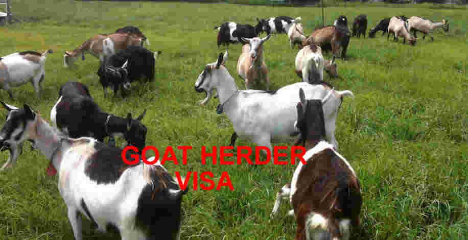 USCIS Proposes Change in H-2A Goat/Sheep Herders Visa Petitions