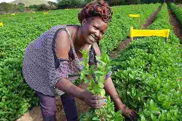 Meet Regina Mungai, a Diaspora Returnee Making a Fortune from Herbs Farming