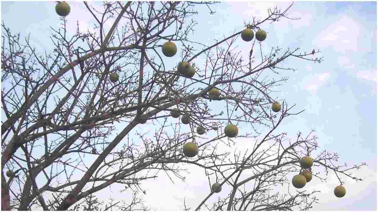 25 Members of the Same Family Die After Eating Wild Fruits and Plants