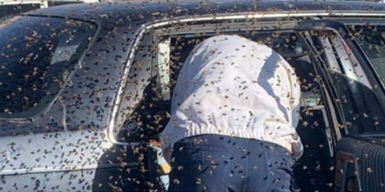 KRA Officer Dies After Attack by a Swarm of Bees in His Car