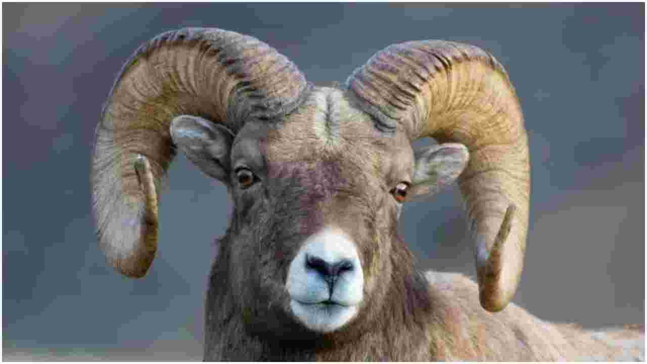 Sheep Sentenced to Serve Three Years at a Military Camp for Killing a Woman in South Sudan