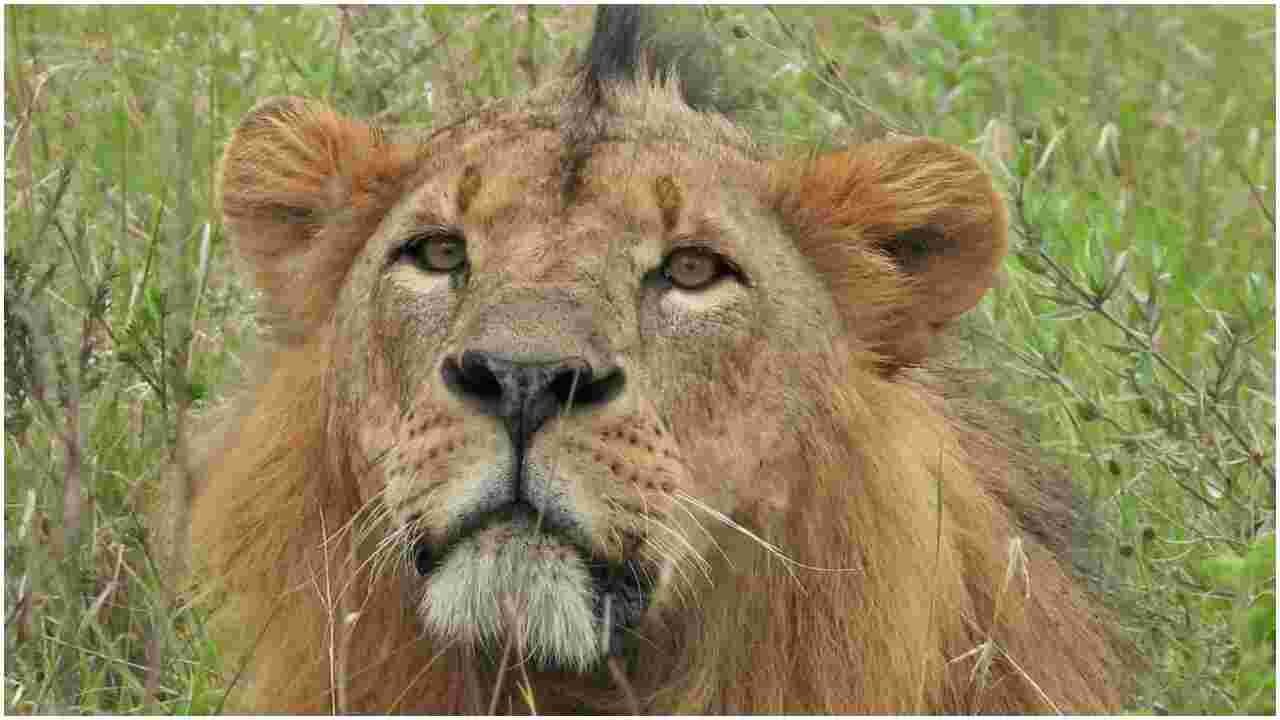 Sirikoi, Nairobi National Park’s Most Iconic Lion Dies