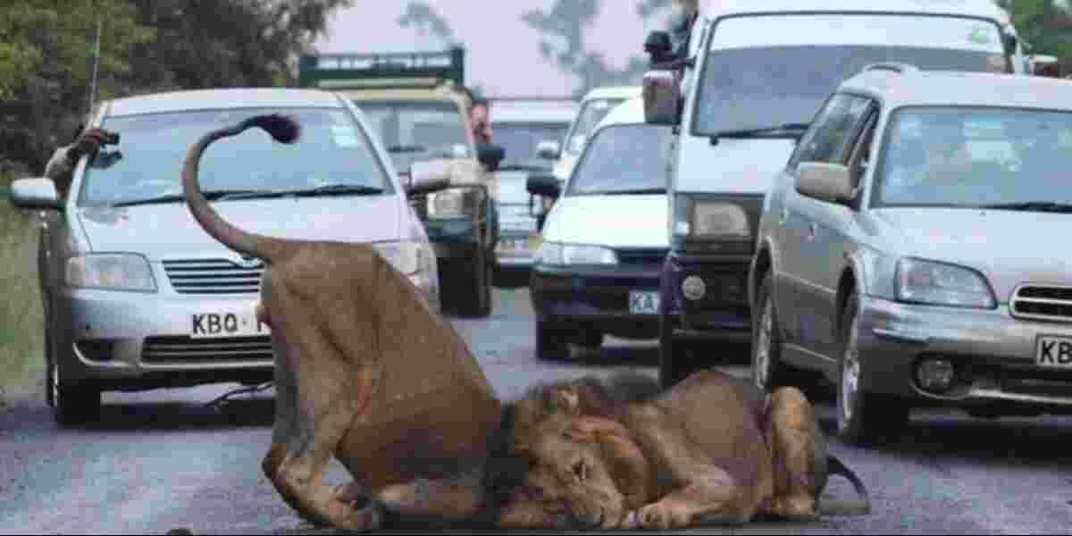 KWS Issues Alert Over Reported Stray Lions in Nairobi, Lang'ata