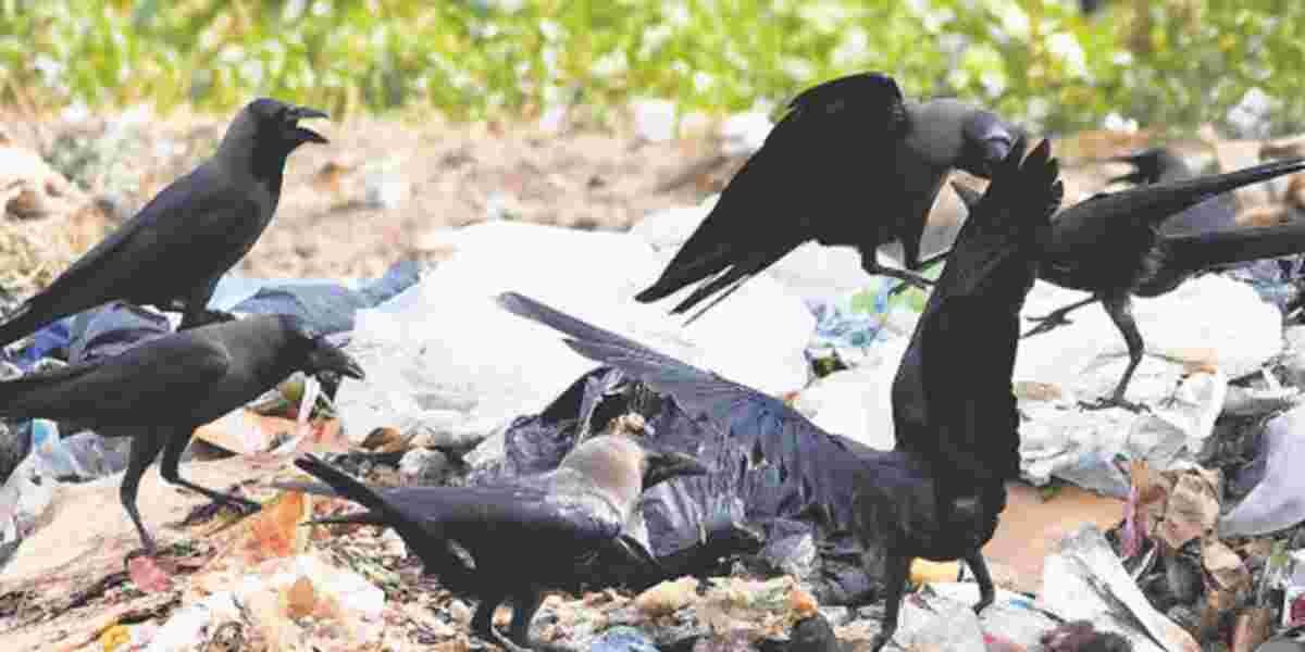 Kenya's Bold Plan to Eliminate One Million Crows by 2025