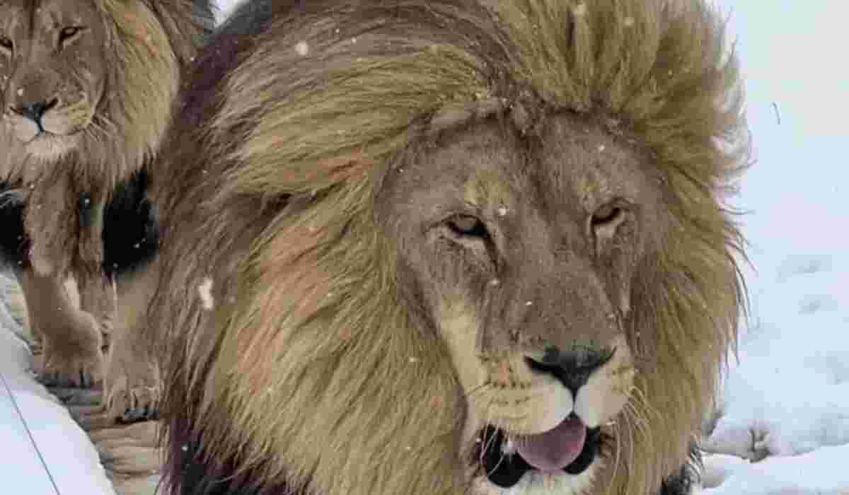 South African Lions, lionesses Enjoy Unexpected Snowfall