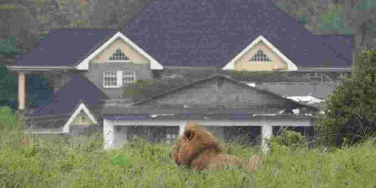 Senator Raphael Demands Answers from KWS After Lions Spotted in Kwale Estate