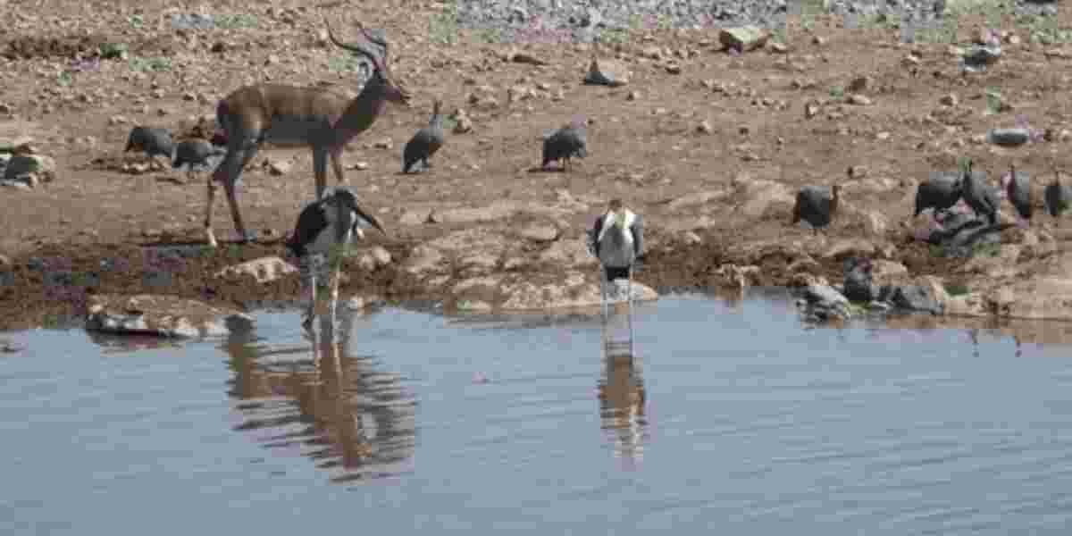 Report: African Wildlife Numbers Drop 76% in Five Decades